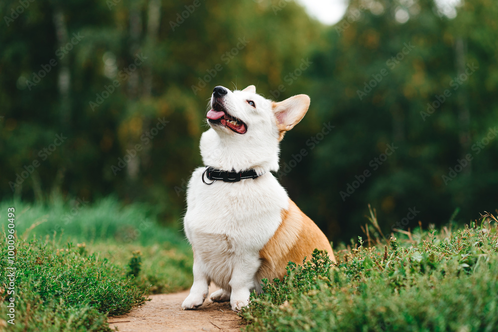 red and white Welsh Corgi Pembroke sits on trail in park with green grass in sunny summer day, looks up at owner, walking in park, dogwalking concept red and white Welsh Corgi Pembroke sits on trail in park with green grass in sunny summer day, looks up at owner, walking in park, dogwalking concept