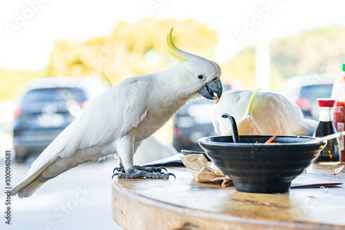 A sulphur crested cockatoo with food on its beak sitting on a table top next to a bowl photo