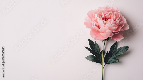 Peony flower on solid white background