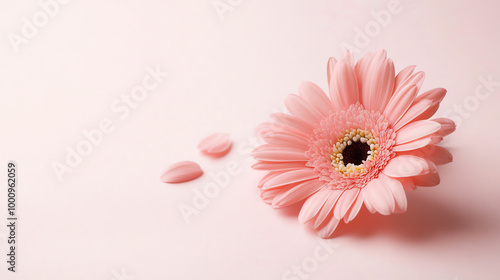Gerbera daisy on solid pink background