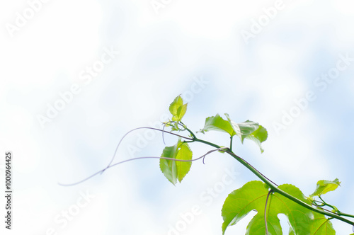 passion fruit plant, Passiflora edulis or Passionfruit or Maracuja and sky photo