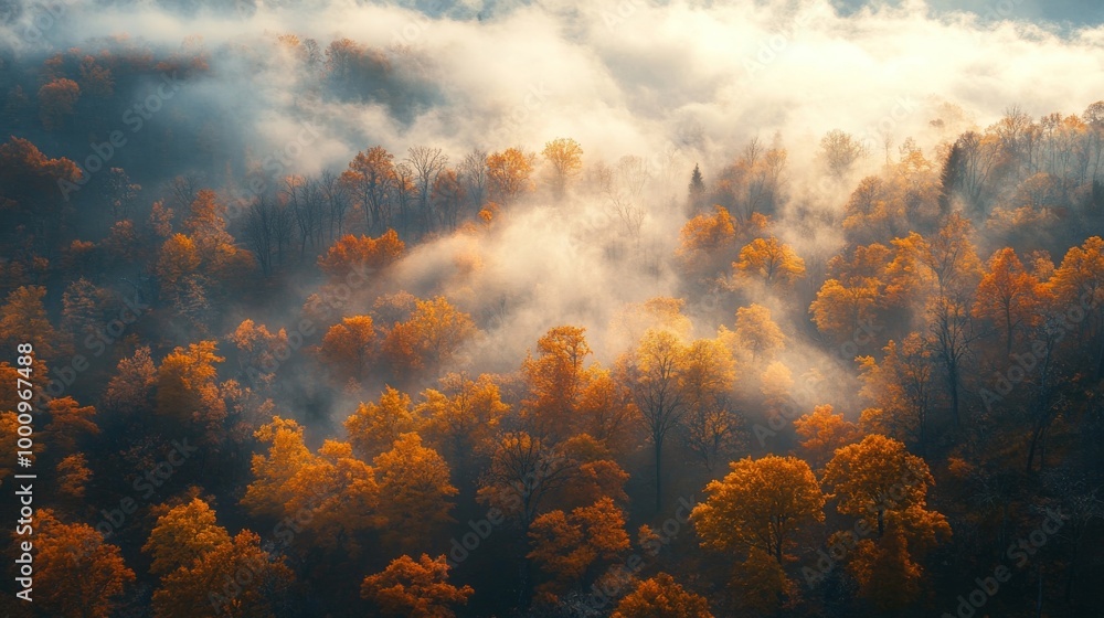 Naklejka premium autumn forest in the fog