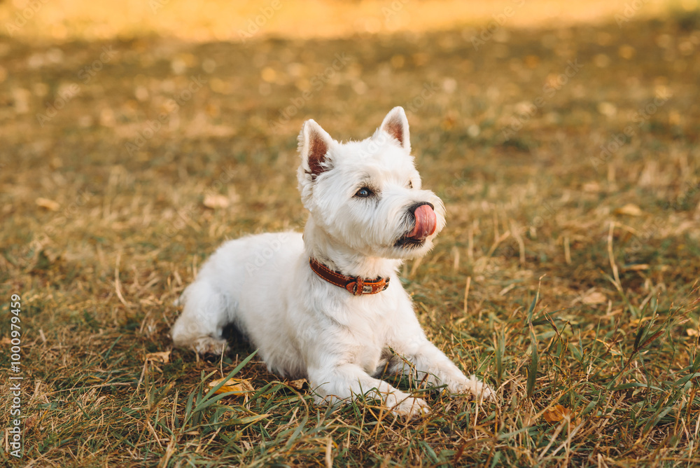 small west highland white terrier dog lying in park outdoors in sunny day, golden fall, autumn leaves, dogwalking concept small west highland white terrier dog lying in park outdoors in sunny day, golden fall, autumn leaves, dogwalking concept