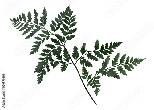 Green leatherleaf fern png sticker, botanical, transparent background photo