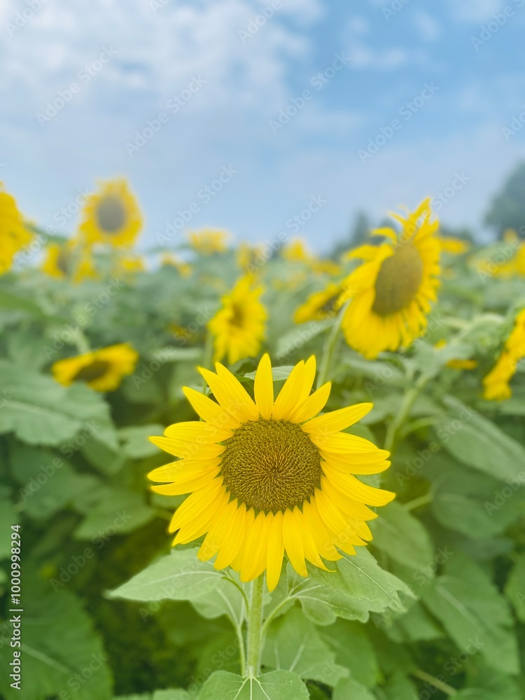 Fototapeta premium 해바라기