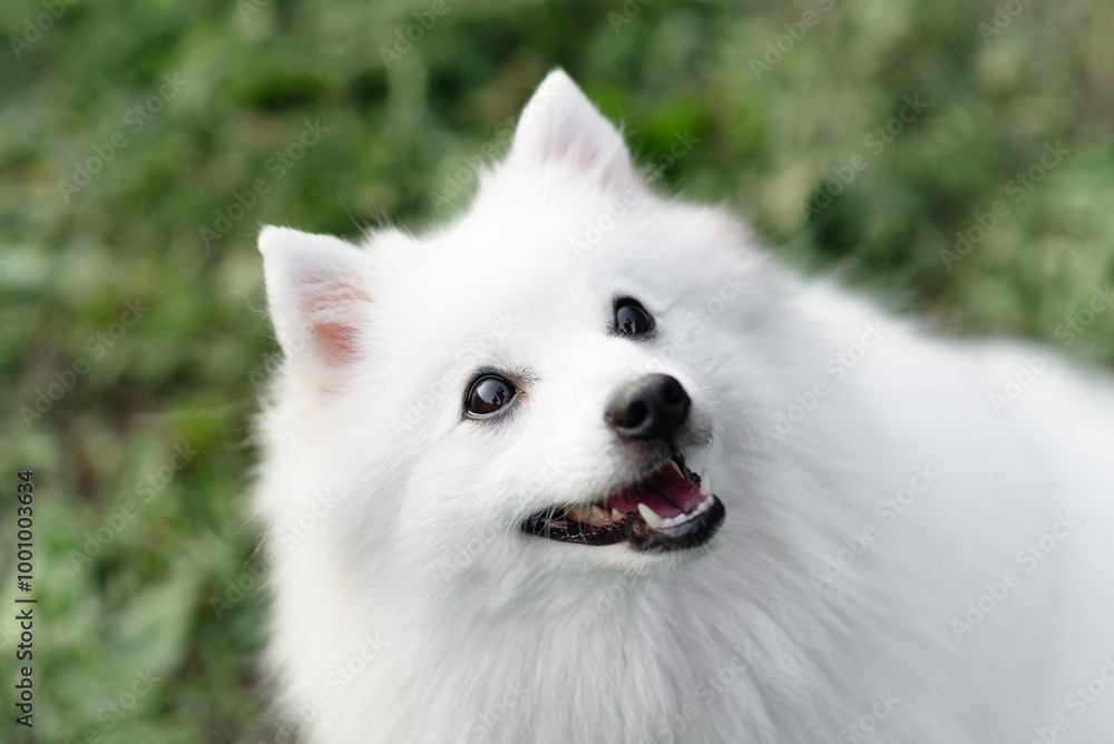 white Japanese Pomeranian Spitz looks up at owner on walk in park, dogwalking concept white Japanese Pomeranian Spitz looks up at owner on walk in park, dogwalking concept