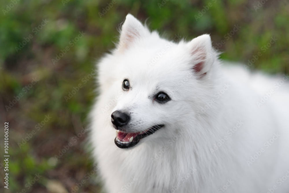 white Japanese Pomeranian Spitz looks up at owner on walk in park, dogwalking concept white Japanese Pomeranian Spitz looks up at owner on walk in park, dogwalking concept
