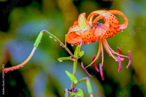 Summertime Blooming Flower. 