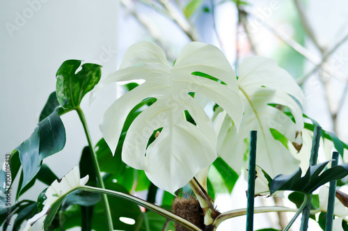 Monstera Albo or Monstera, Herricane plant or Swiss cheese or bicolor Monstera or white leaf photo