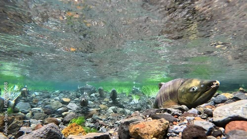 Underwater photography of chum salmon in the Nishibetsu River, Shibecha Town photo