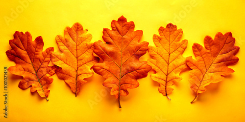 autumn maple leavesautumn, leaf, maple, fall, nature, leaves, season, tree, yellow, orange, isolated, plant, color, foliage, brown, object, red, closeup, seasonal, autumnal, dry, november, colorful, o photo