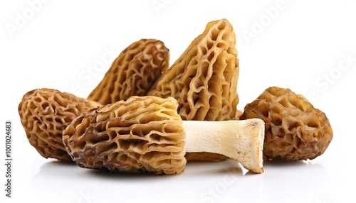 Morchella or morel is a genus of edible sac fungi that have a honeycomb appearance with ridges and pits composing their caps. Morels are prized by gourmet cooks. Isolated on white with copy space