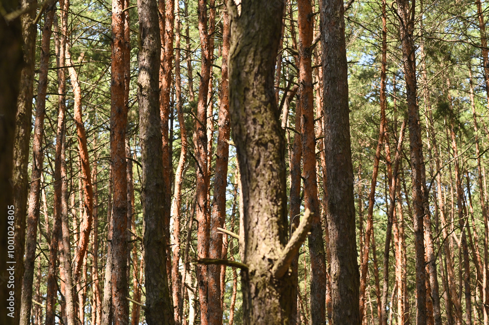 Obraz premium a forest with tall pines.