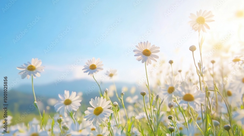 Daisies flourish in a vast field, shimmering in the sunlight with a clear blue sky overhead, creating a picturesque natural landscape Daisies flourish in a vast field, shimmering in the sunlight with a clear blue sky overhead, creating a picturesque natural landscape