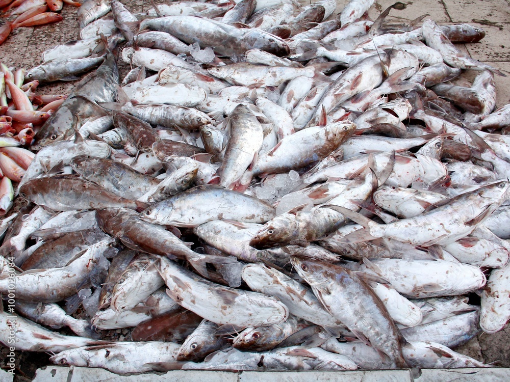 Fototapeta premium fresh fish at the market in Khorfakkan, Sharjah