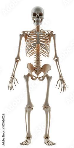 3D Human Skeleton: A Scientific Visualization on an isolated background, png