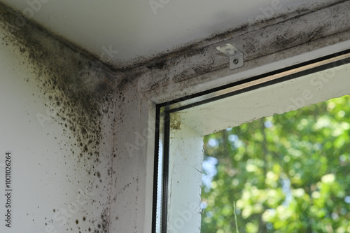 black mold on the window.