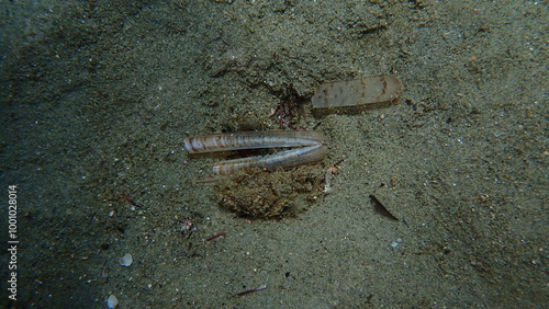 Seashell of bivalve mollusc minor jackknife clam (Ensis minor) undersea, Aegean Sea, Greece, Skiathos island, Vasilias beach photo