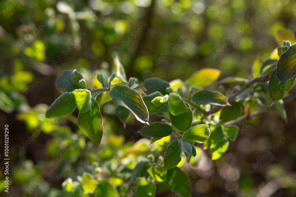 Green spring leaves in sunny light forest nature Green spring leaves in sunny light forest nature