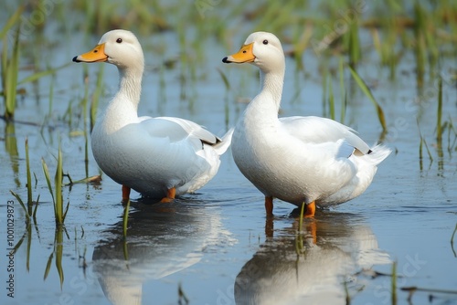 Ducks waddling through a sawah padi, with water reflecting the vibrant green rice plants around them.