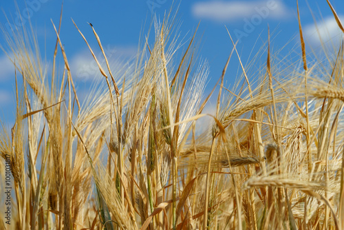 wheat field and summer nature, beautiful sunny landscape