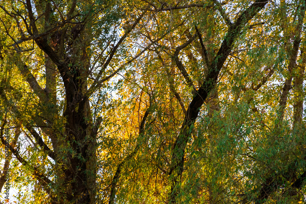 beautiful autumn landscape, trees with yellow leaves against the sky beautiful autumn landscape, trees with yellow leaves against the sky