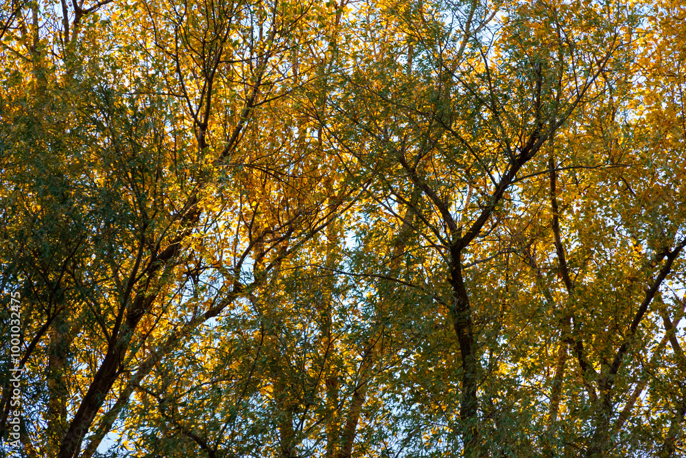 beautiful autumn landscape, trees with yellow leaves against the sky beautiful autumn landscape, trees with yellow leaves against the sky