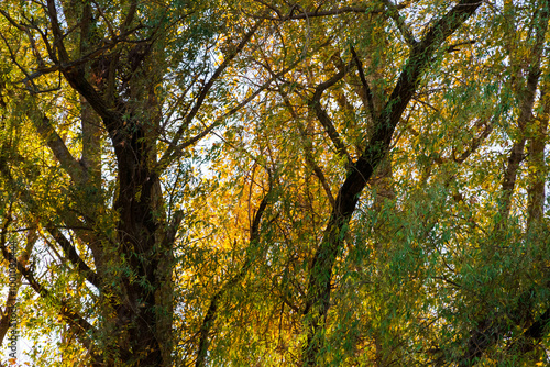 beautiful autumn landscape, trees with yellow leaves against the sky