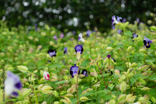 Clitoria ternatea ฺBlue pea photo