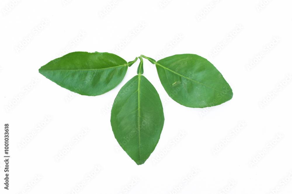 wet green leaves isolated on white background, top view, Mandarin leaf, Citrus leaves on white. Orange, lemon, lime, tangerine leaf isolated. Leaf set top view. Leaves flat lay. With clipping path. wet green leaves isolated on white background, top view, Mandarin leaf, Citrus leaves on white. Orange, lemon, lime, tangerine leaf isolated. Leaf set top view. Leaves flat lay. With clipping path.