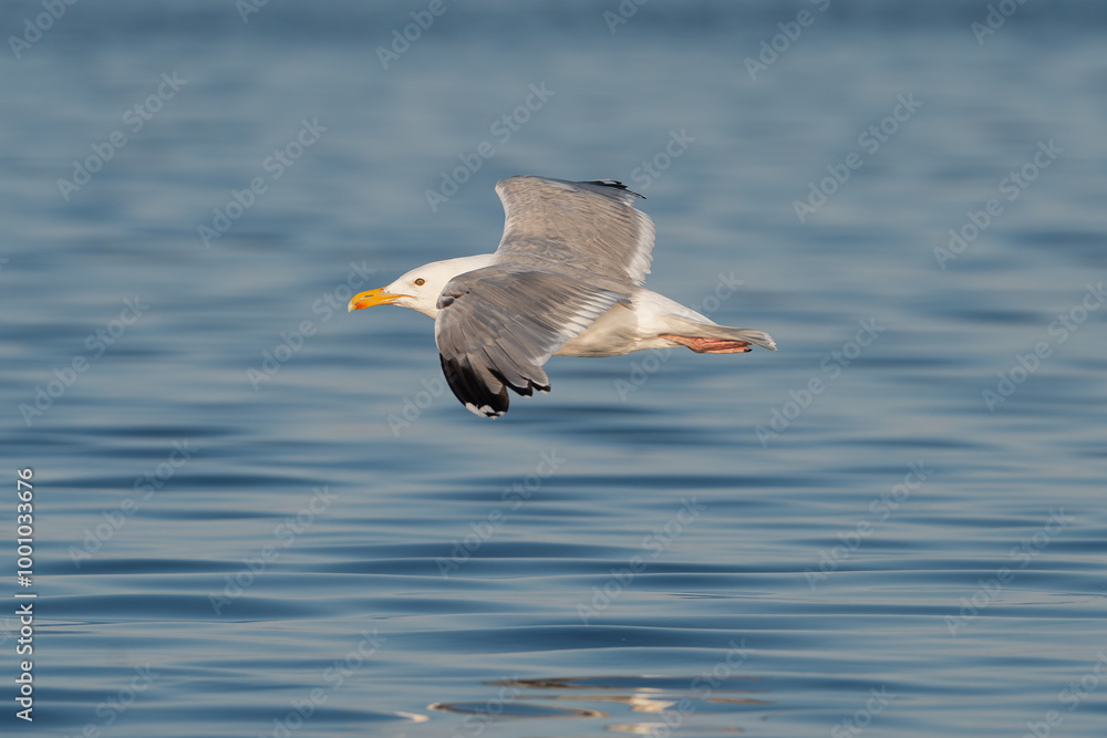 European herring gull - Larus argentatus with spread wings in flight with blue water in backgound. Photo from Szczecin Lagoon in Poland. European herring gull - Larus argentatus with spread wings in flight with blue water in backgound. Photo from Szczecin Lagoon in Poland.