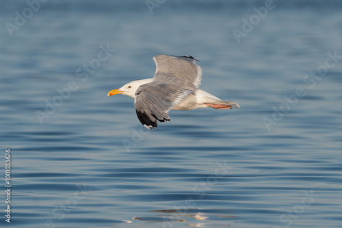 European herring gull - Larus argentatus with spread wings in flight with blue water in backgound. Photo from Szczecin Lagoon in Poland.