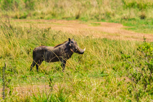 Common warthog (Phacochoerus africanus) at Ngorongoro Crater National Park, Tanzania. Wildlife photo photo