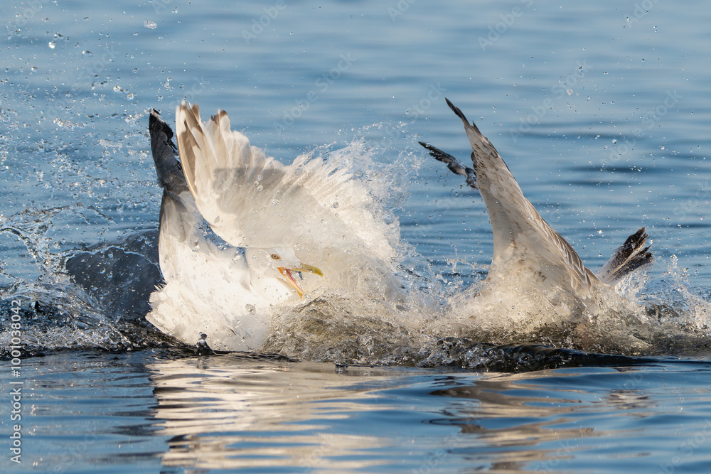 Naklejka premium European herring gulls - Larus argentatus fightinh for fish in water. Photo from Szczecin Lagoon in Poland.