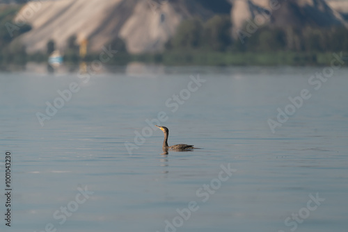 Great cormorant - Phalacrocorax carbo, black shag, Great black cormorant swimming with heap of phosphogypsum of the chemical plant in Police in background. Photo from Szczecin Lagoon in Poland.	