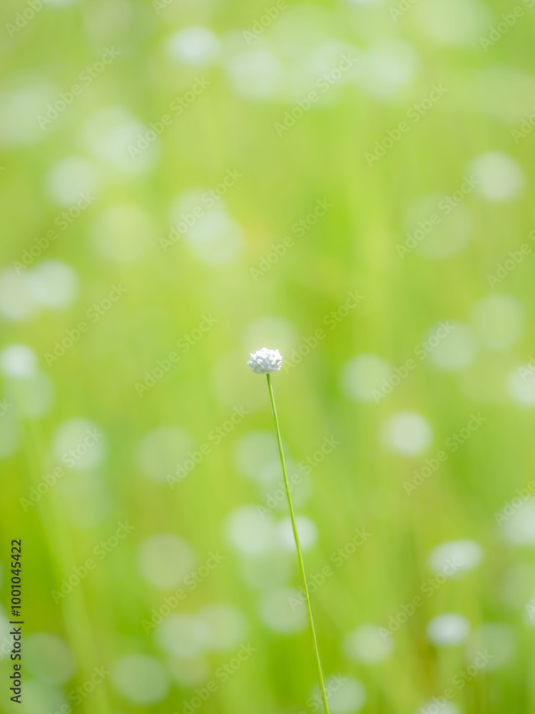 Obraz premium 秋の湿原に佇むシラタマホシクサの美しい風景。秋の風景。湿原の風景。心が癒される自然風景素材。(縦構図)