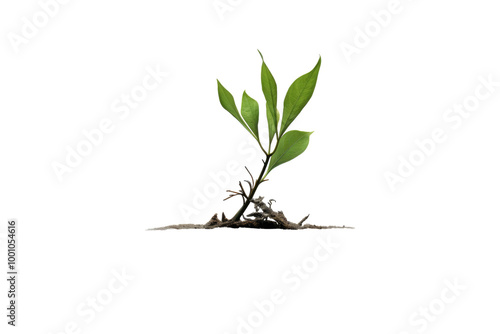 Potted Green Plant with Lush Foliage Isolated on Transparent Background photo