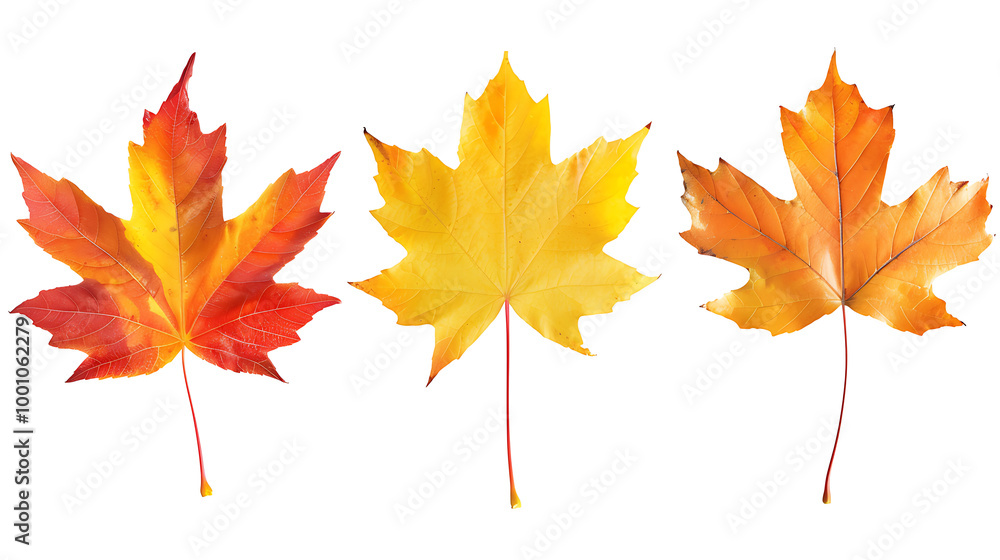 Set of multicolored autumn leaves isolated on white background Set of multicolored autumn leaves isolated on white background