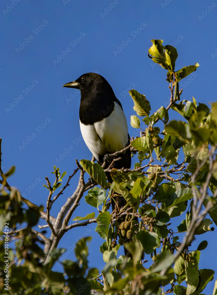 bird on a branch bird on a branch
