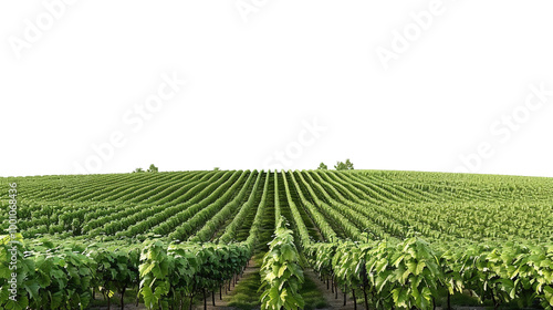 Isolated Far View of Vineyard on Transparent Background