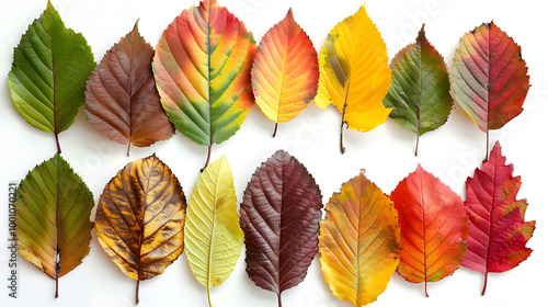 Set of multicolored autumn leaves isolated on white background