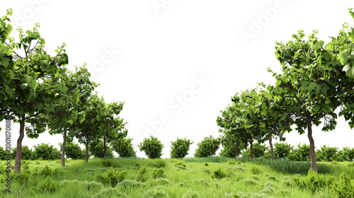 Vineyard Rows from Distance on Transparent Background