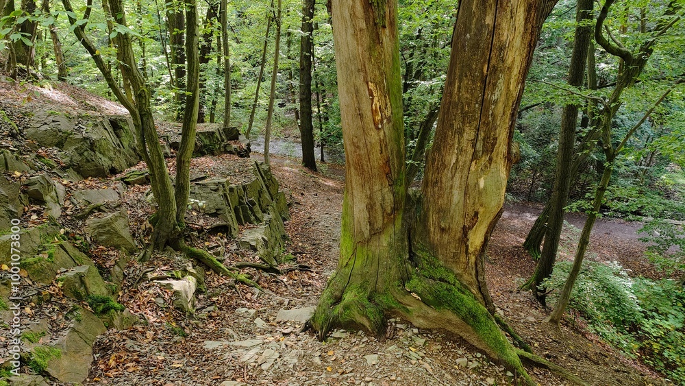 Old tree by the footpath in the forest