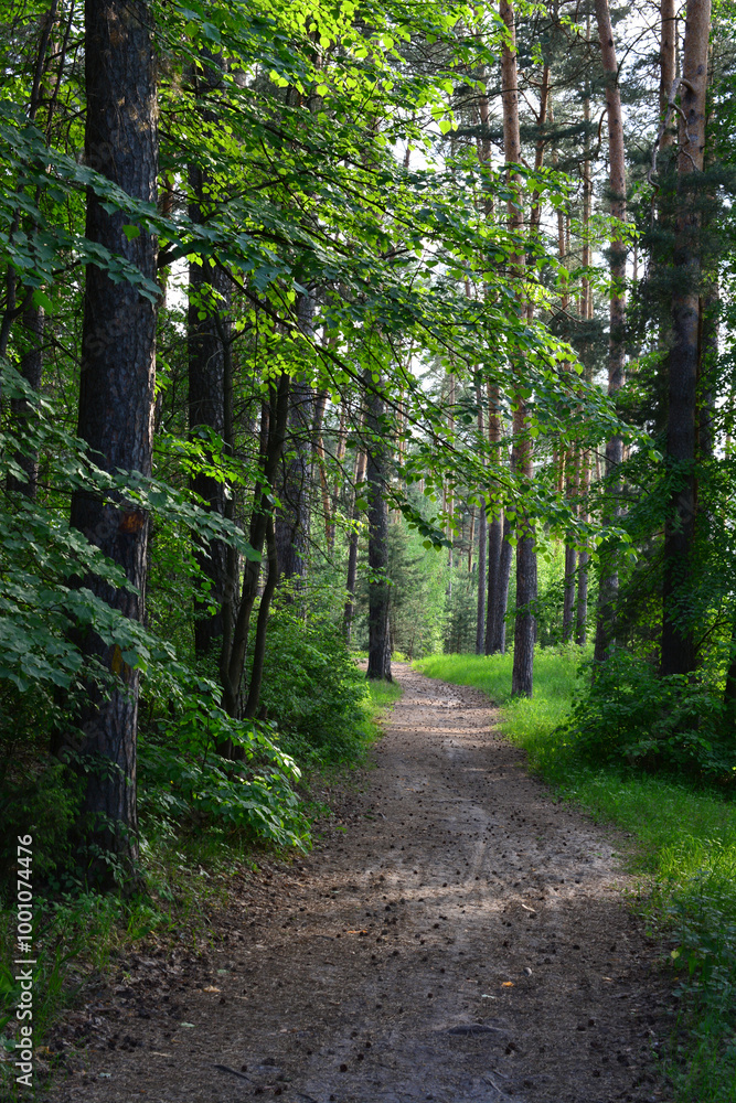 a path through a deep spruce forest vertical a path through a deep spruce forest vertical