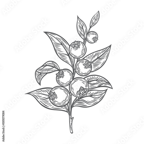 Blueberries on a branch in line drawing style