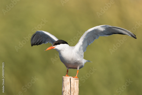 Common tern - Sterna hirundo - on stump with spread wings at green background. Photo from Szczecin Lagoon in Poland.