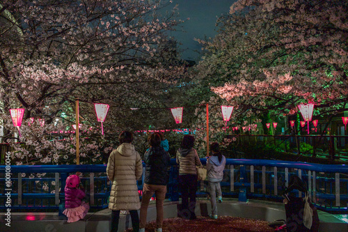 Even more beautiful cherry blossom viewing at night along Meguro River photo