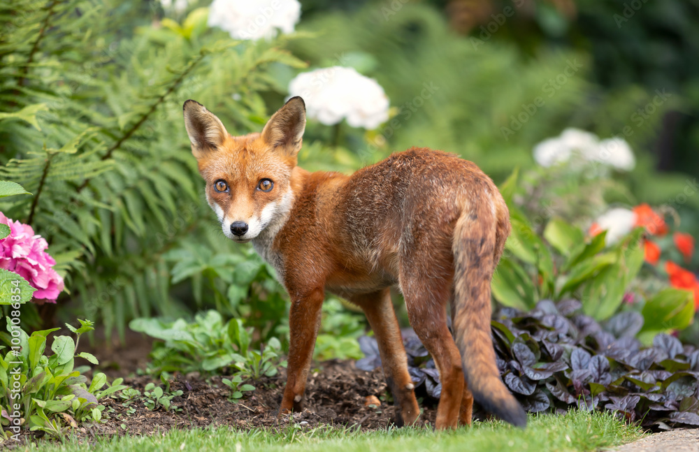 Portrait of a cute red fox cub standing in a flower garden Portrait of a cute red fox cub standing in a flower garden