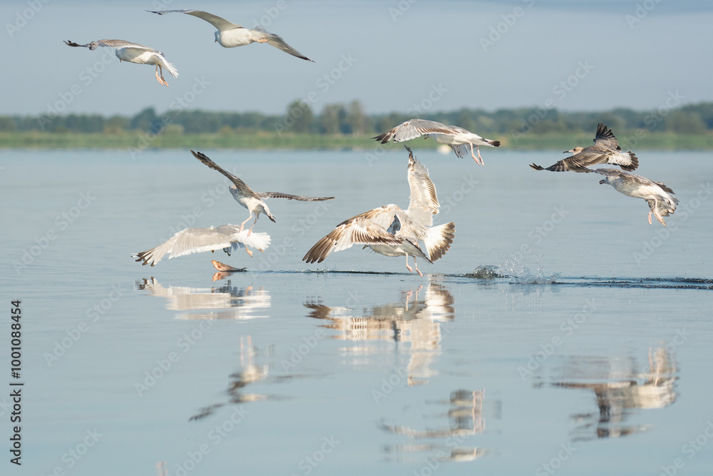 Flock of Caspian gulls - Larus cachinnans in flight with spread wings fighting for fish with blue water in background. Photo from Szczecin Lagoon in Poland. Flock of Caspian gulls - Larus cachinnans in flight with spread wings fighting for fish with blue water in background. Photo from Szczecin Lagoon in Poland.