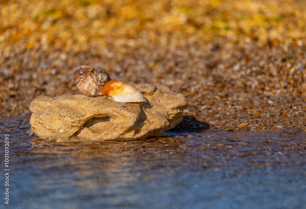 Shells on a stone on the sand near the sea water. Shells on a stone on the sand near the sea water.